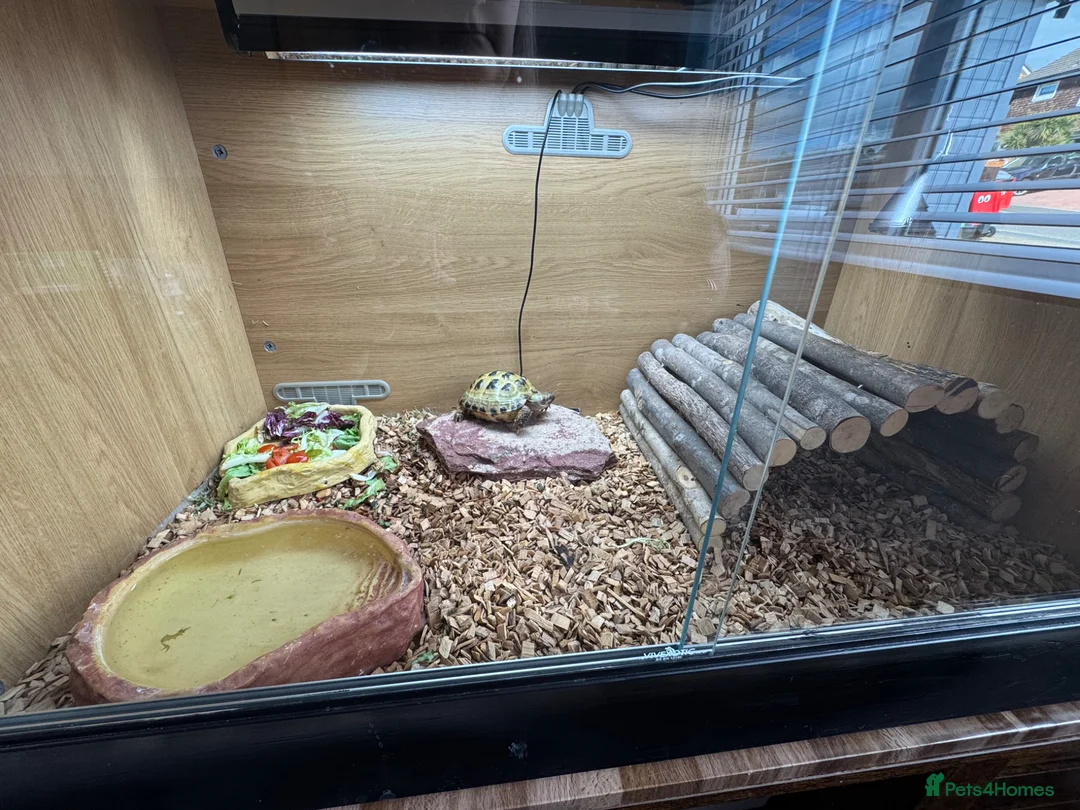 Tortoise reptiles for sale:  tortoise in Telford - Advert 6
