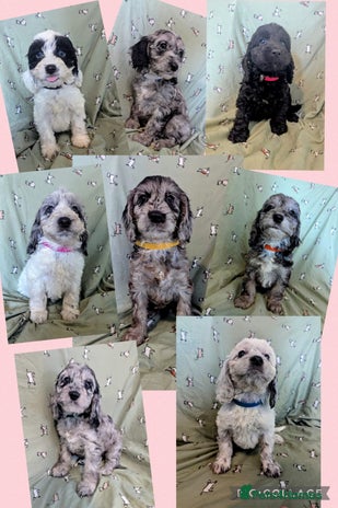 Cockapoo dogs - Advert 16