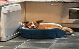 Welsh Collie dogs for sale: Please help! Zeek Desperately Needs a loving home  - Image 3