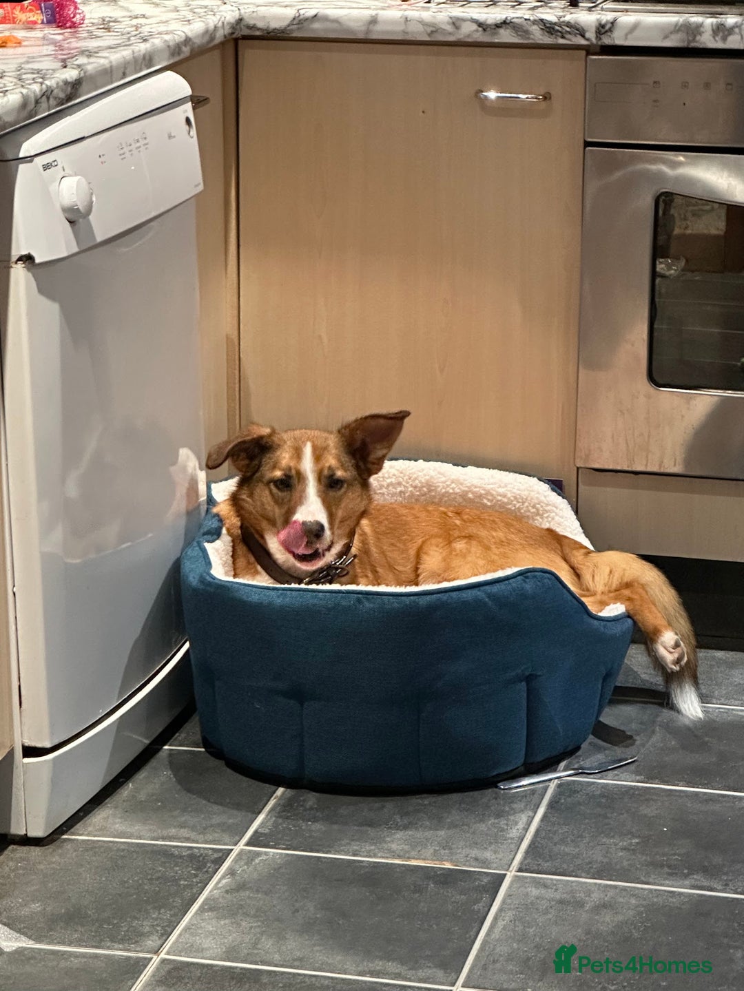 Welsh Collie dogs for sale: Please help! Zeek Desperately Needs a loving home  - Image 3
