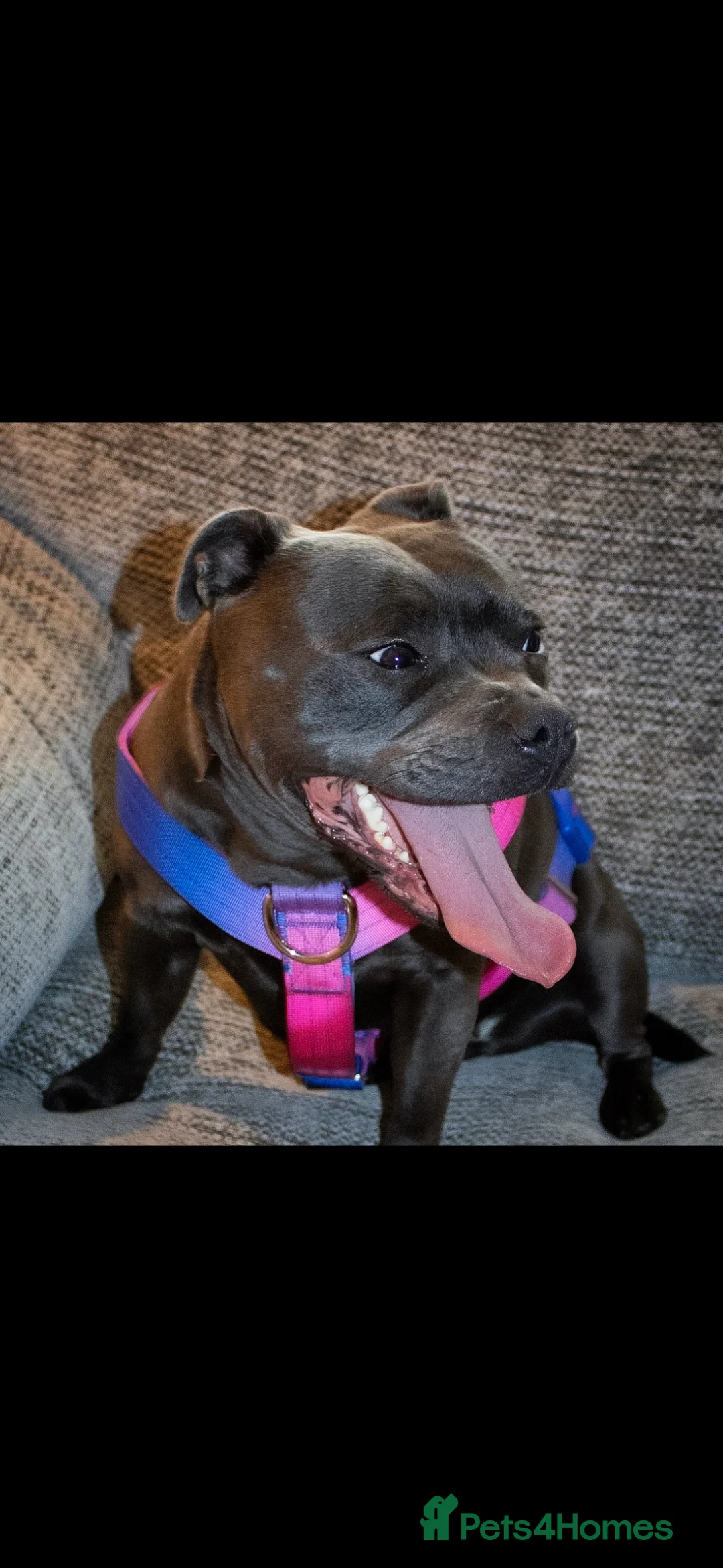 Staffordshire Bull Terrier dogs for sale: 24 MONTH OLD BEAUTIFUL BLUE STAFFY SADIE - Advert 2