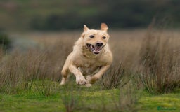 Labrador Retriever dogs for sale: Chunky KC Registered Labrador puppies - Image 18