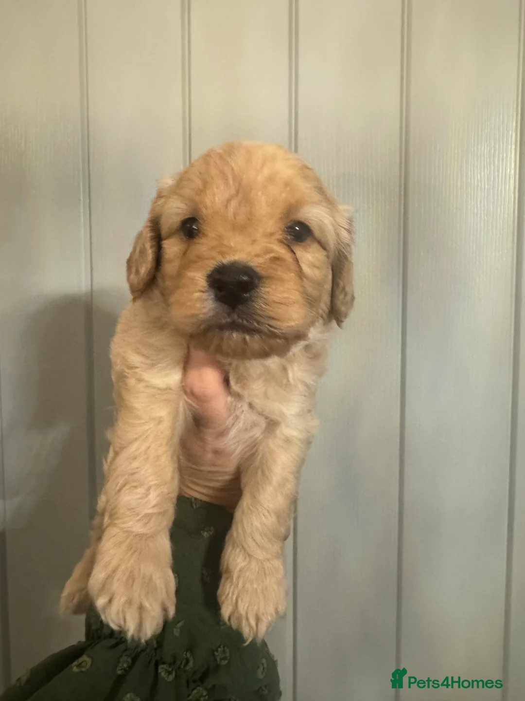 Cockapoo dogs for sale: F2 Cockapoo Puppies  in Preston - Advert 38