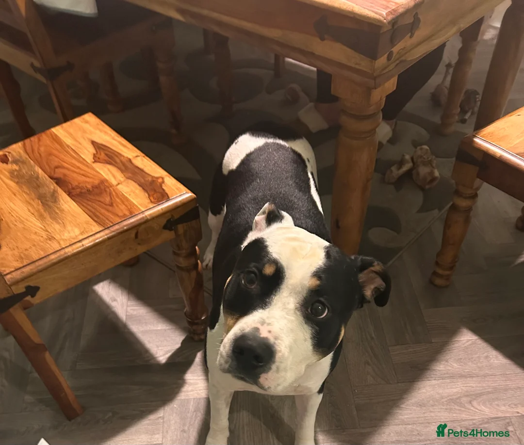 Staffordshire Bull Terrier dogs for stud: For stud  - Advert 1