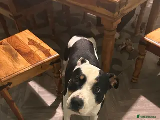 Staffordshire Bull Terrier dogs For stud - Advert 2