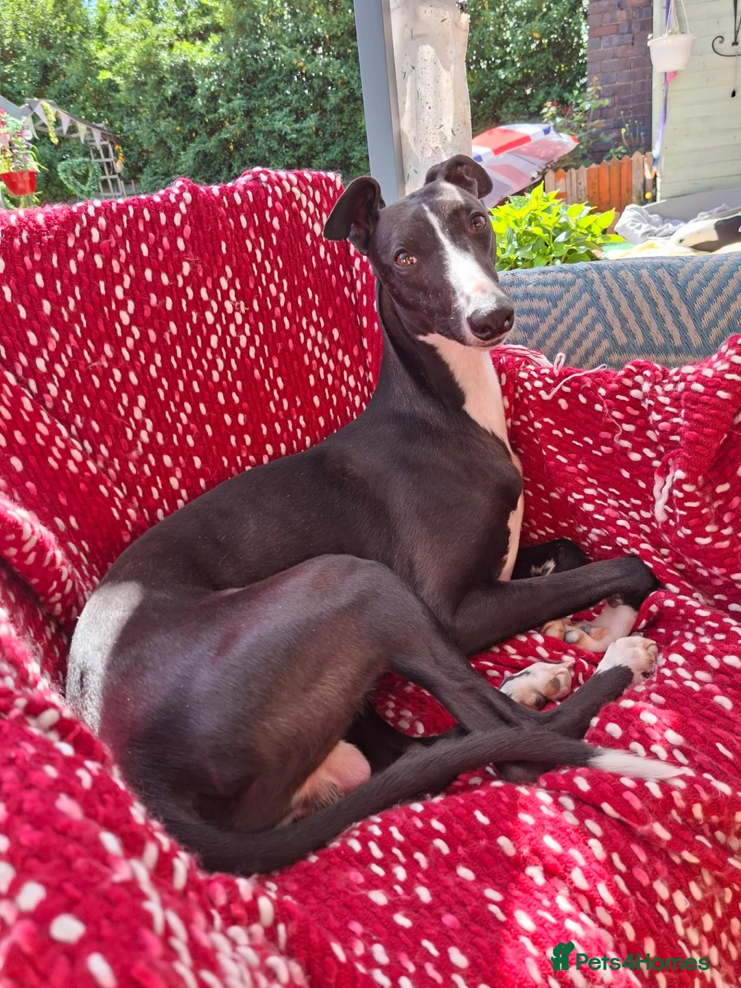 Whippet dogs for sale: Beautiful Whippet Puppies  - Advert 2