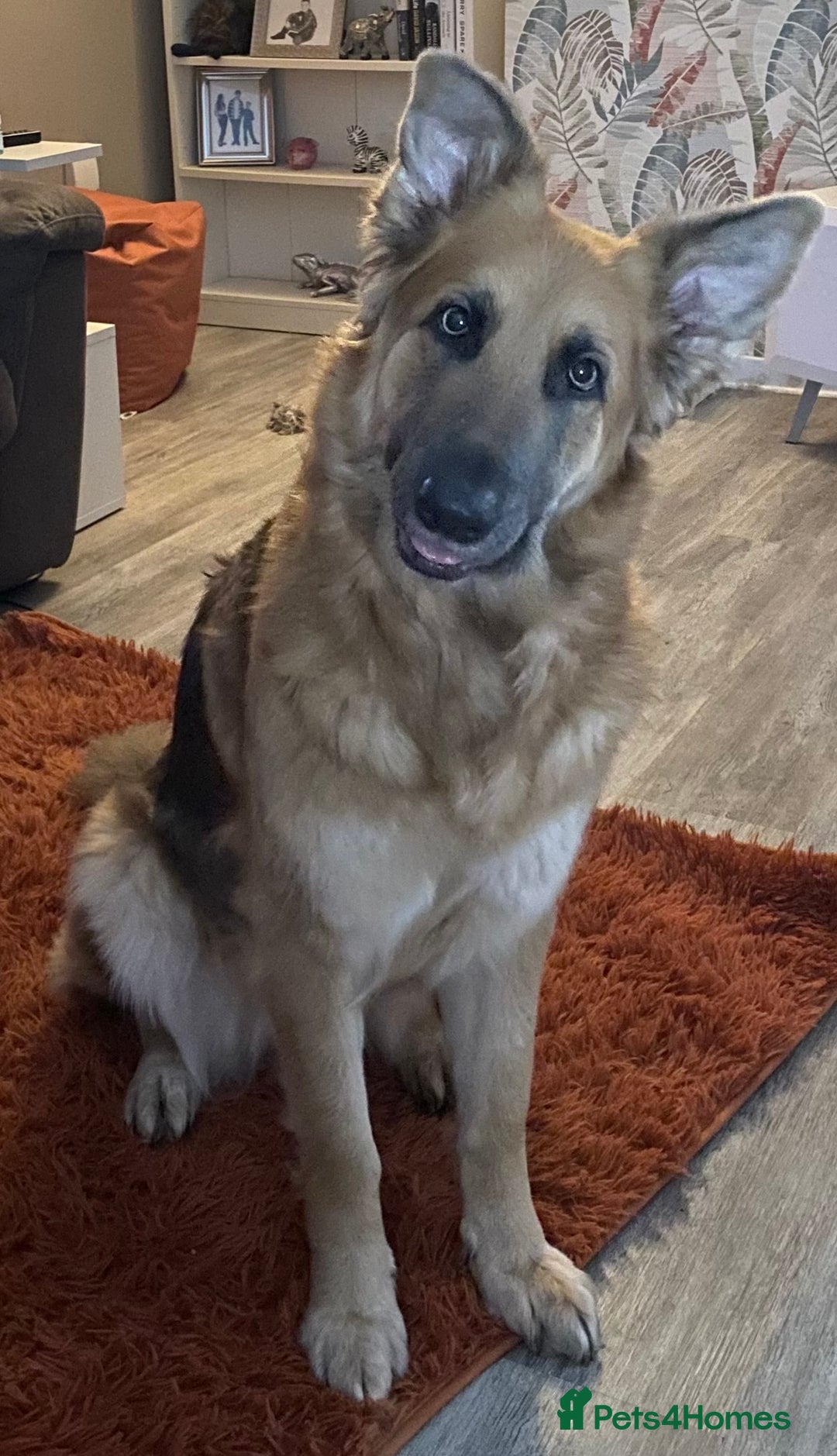 German Shepherd dogs for sale: 5* home needed - Advert 6