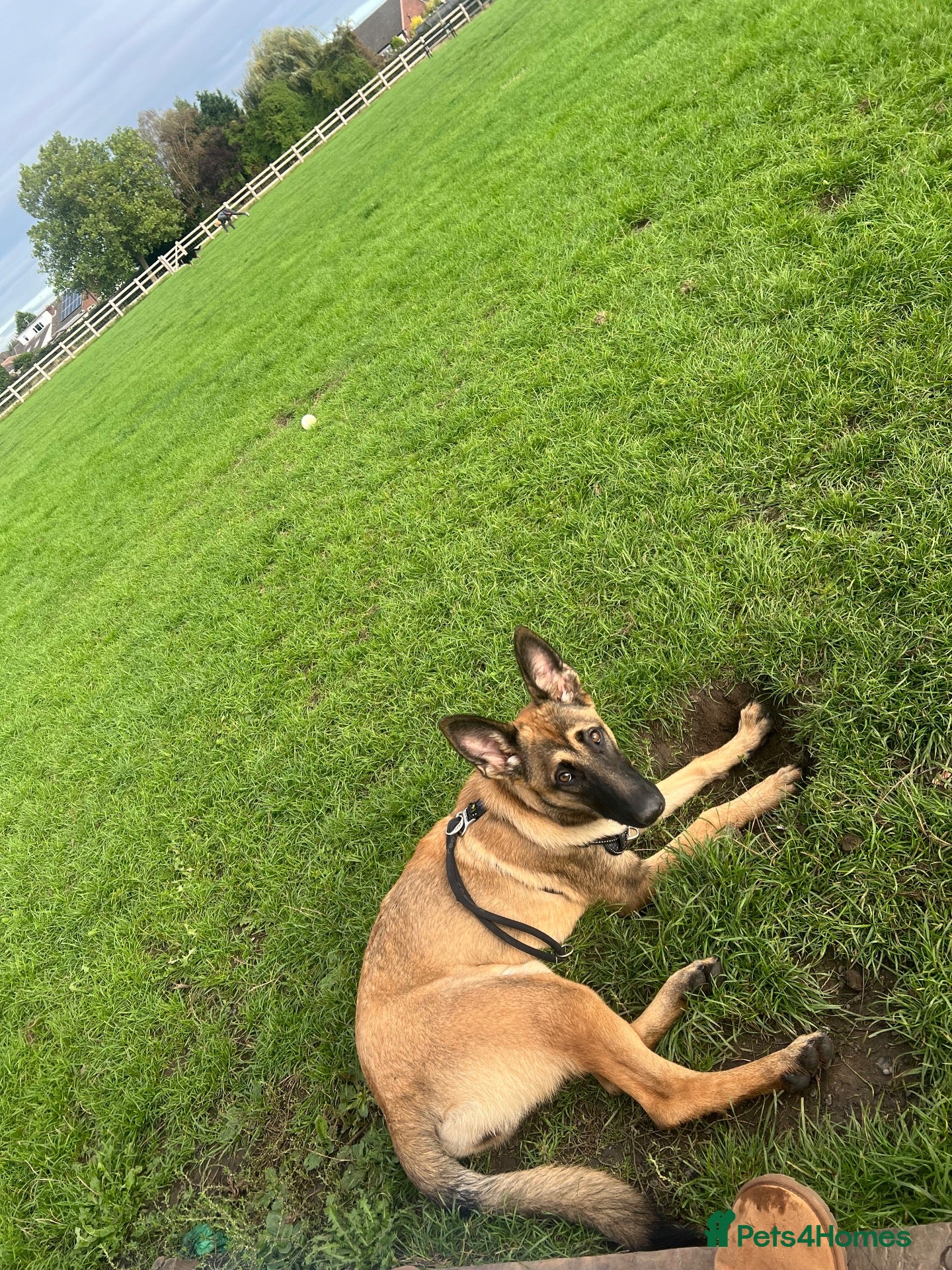 Belgian Shepherd Dog dogs 6 month old Belgium malinoi  - Advert 2