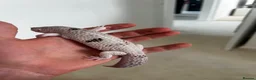 Leopard Gecko reptiles for sale: Leopard gecko and full set up including vivarium. - Advert 2