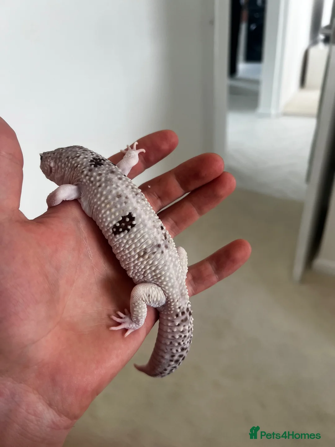 Leopard Gecko reptiles for sale: Leopard gecko and full set up including vivarium. - Advert 2