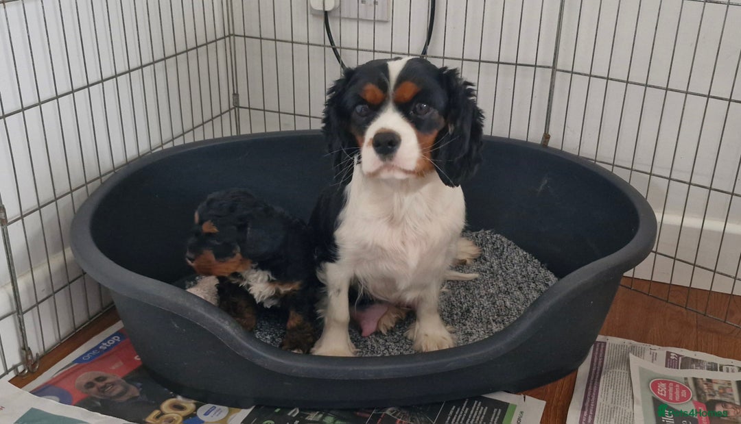 Cavapoo dogs for sale: stunning rare f1 cavapoo puppy health tested - Advert 5