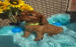 Cavalier King Charles Spaniel dogs for sale: Kc registered Ruby red King Charles spaniels - Image 11