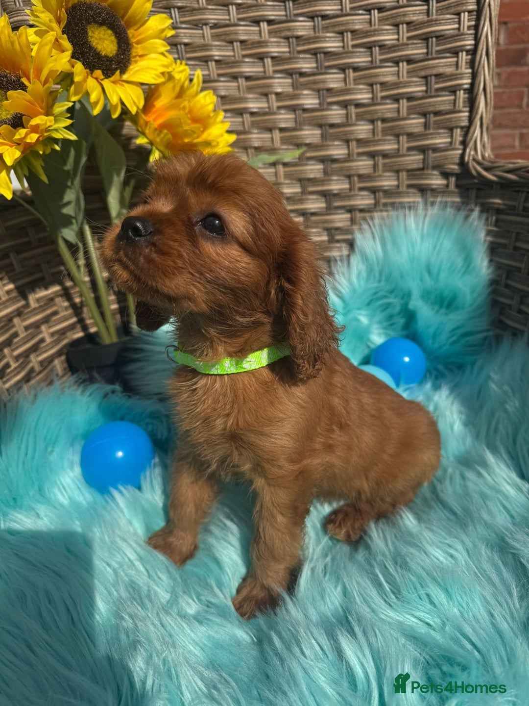 Cavalier King Charles Spaniel dogs for sale: Kc registered Ruby red King Charles spaniels - Image 11