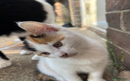 Mixed Breed cats for sale: Mixed breed kittens  - Image 1