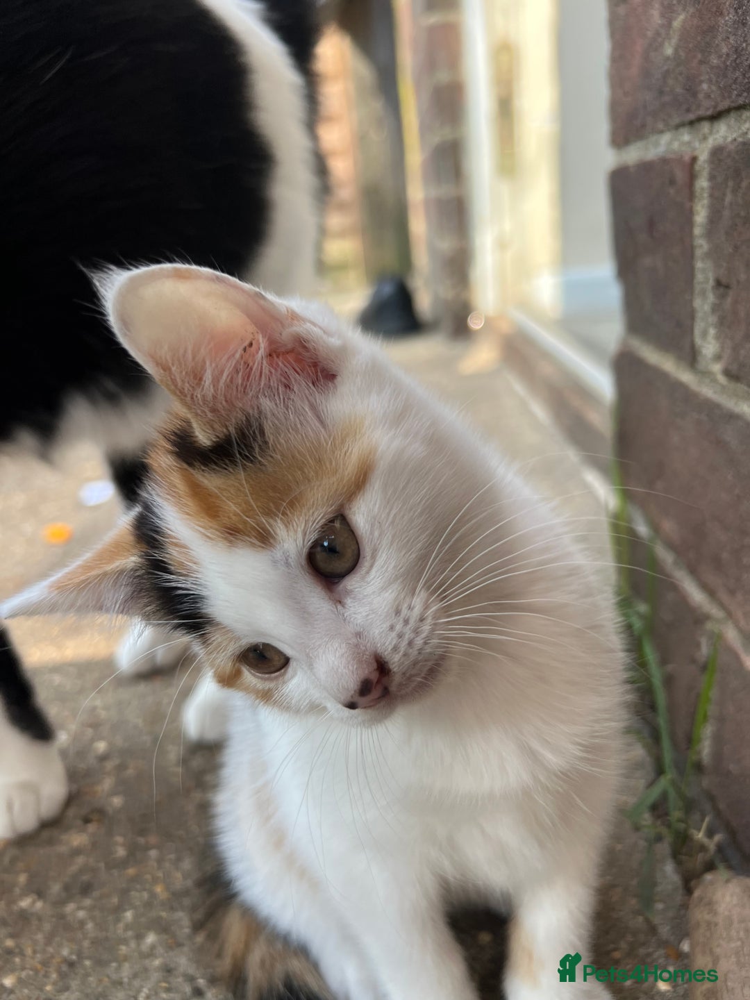 Mixed Breed cats for sale: Mixed breed kittens  - Image 1