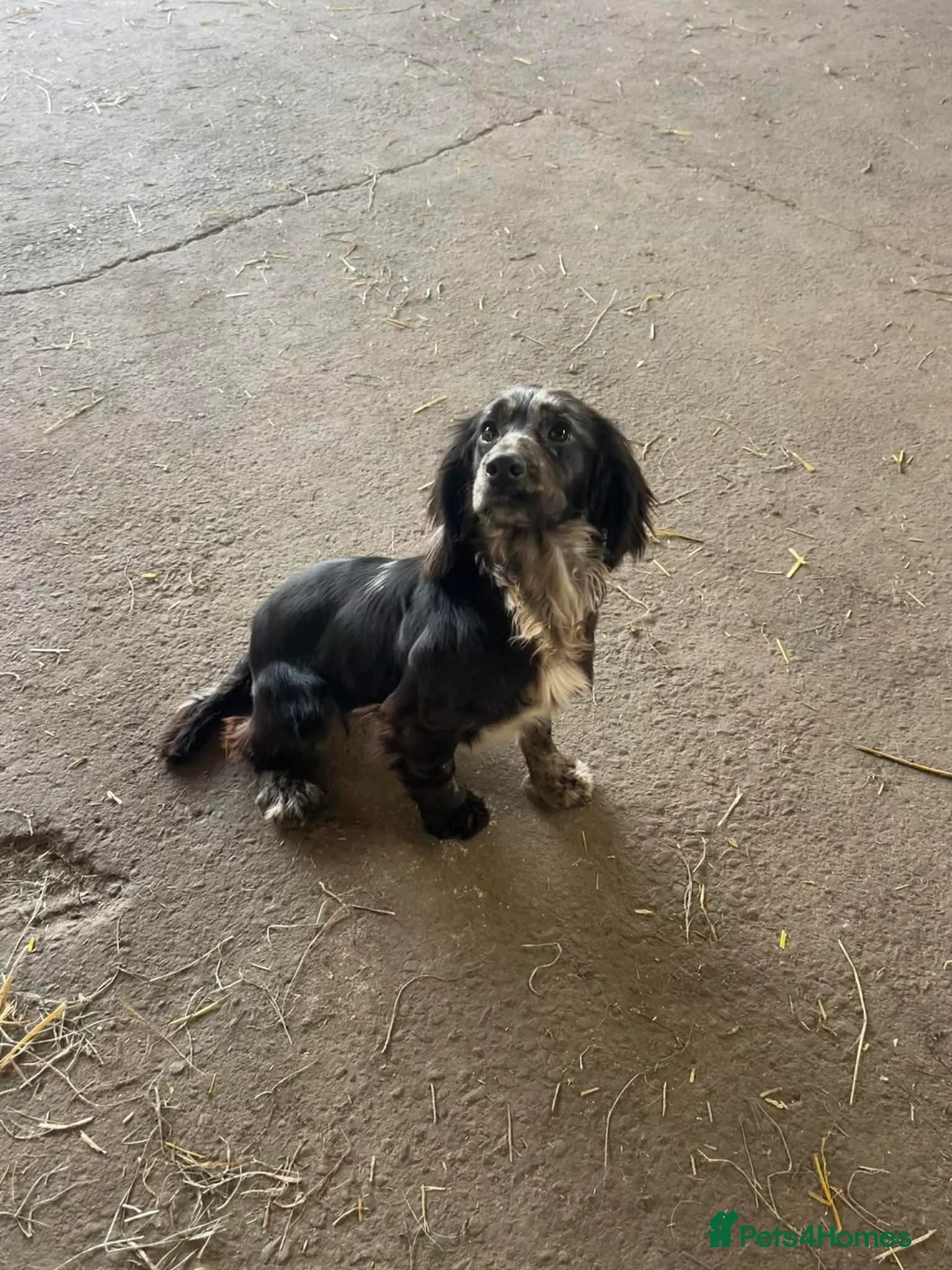 Cocker Spaniel dogs for sale: Blue Roan Cocker - Advert 5