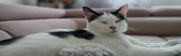 Mixed Breed cats for sale: Beautiful 11-Week-Old Kittens  - Advert 5