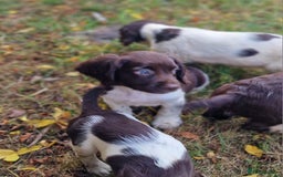English Springer Spaniel dogs for sale: A* English Springer Spaniel Puppies - Image 6