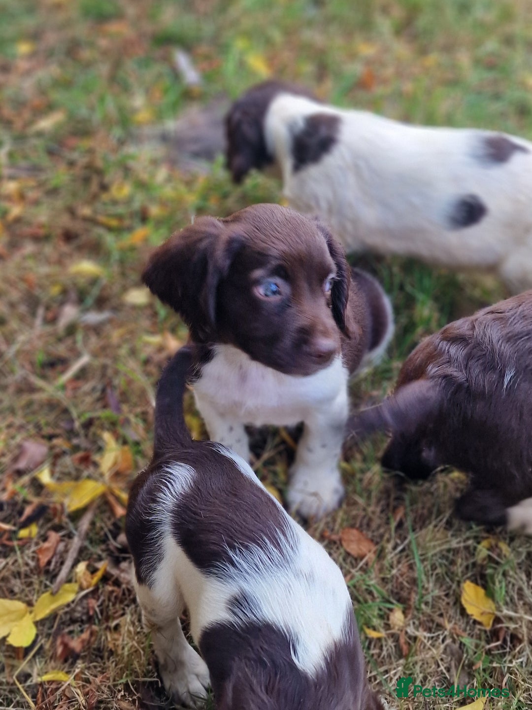 English Springer Spaniel dogs for sale: A* English Springer Spaniel Puppies - Image 6