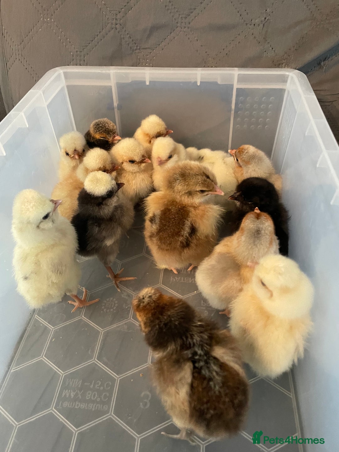 Chickens poultry for sale: Chicks - Image 19