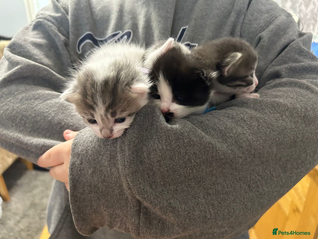 Mixed Breed cats for sale: Beautiful kittens 3 girls 1 boy  - Image 21