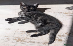 Selkirk Rex cats for sale: 😻 Stunning Selkirk Rex Mix Kittens 😻 - Image 5