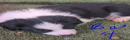 Border Collie dogs for sale: Border collie puppies  in Halifax - Advert 17