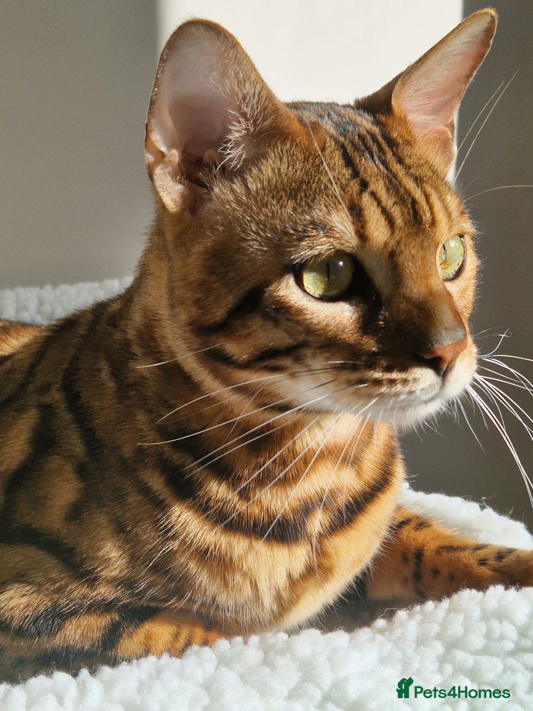Bengal cats for sale: Gorgeous Bengal Glitter Boy - Advert 9