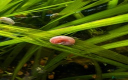 Snails invertebrates for sale: 10x Ramshorn snails Free shipping - Image 5