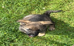 German Shepherd dogs for sale: German Shepherd Pups  - Image 13