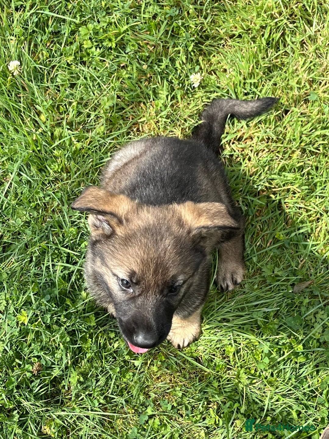 German Shepherd dogs for sale: German Shepherd Pups  - Image 13