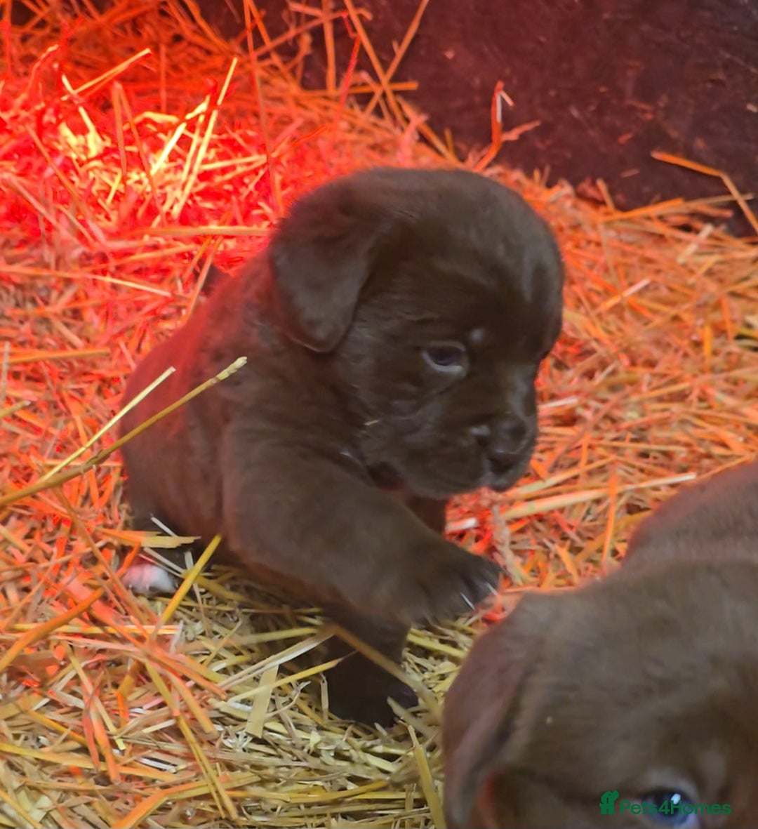 Newfoundland dogs for sale: Beautiful newfoundland puppys - Advert 6