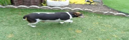 Jack Russell dogs for sale: Tri coloured JackRussell Terriers for sale - Advert 3