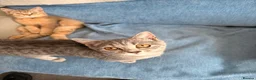 British Shorthair cats for sale: Gorgeous British Shorthair kittens ready to leave. - Advert 7