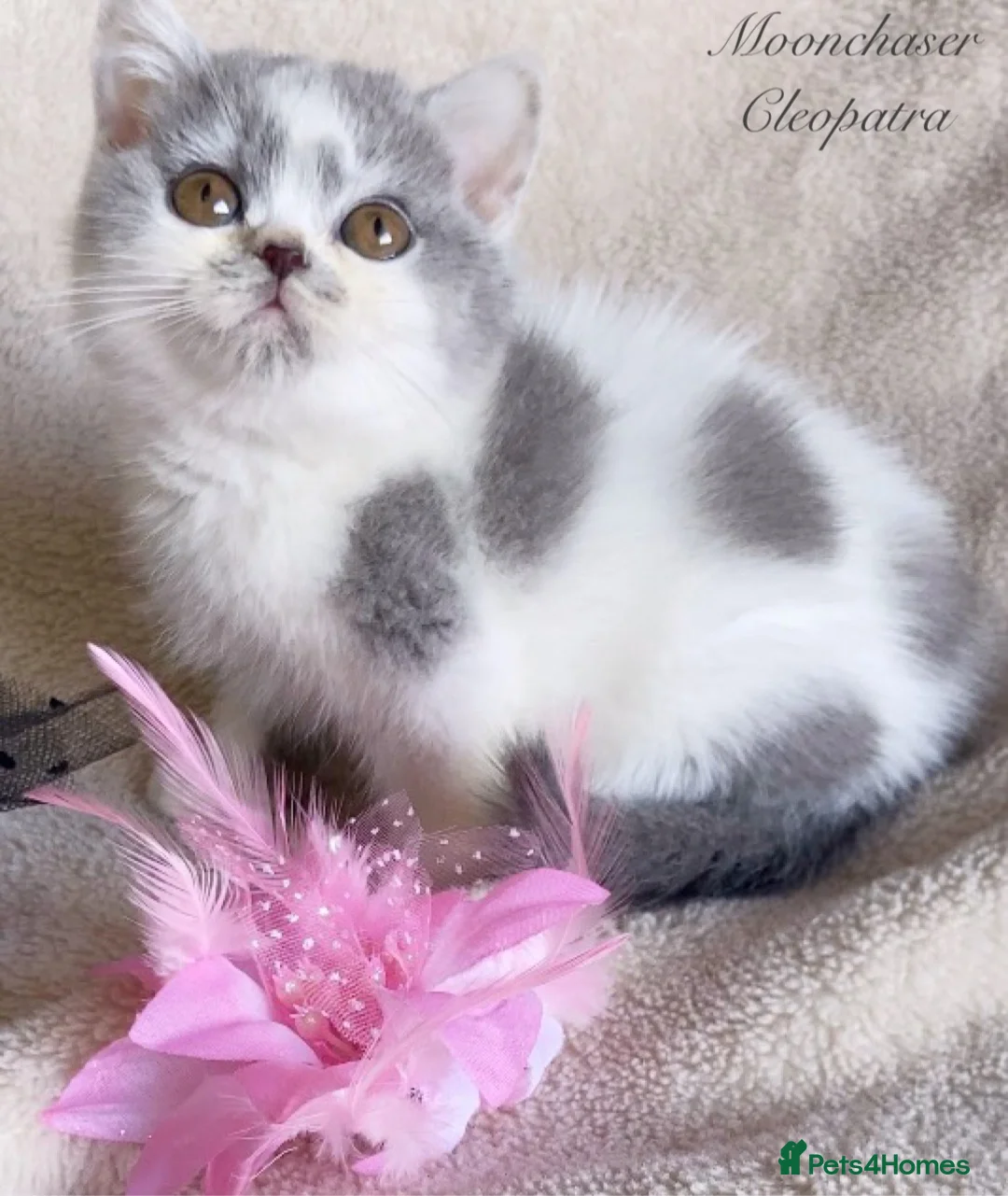 British Shorthair cats for sale: Gorgeous Blue & White British Shorthair Registered - Advert 2