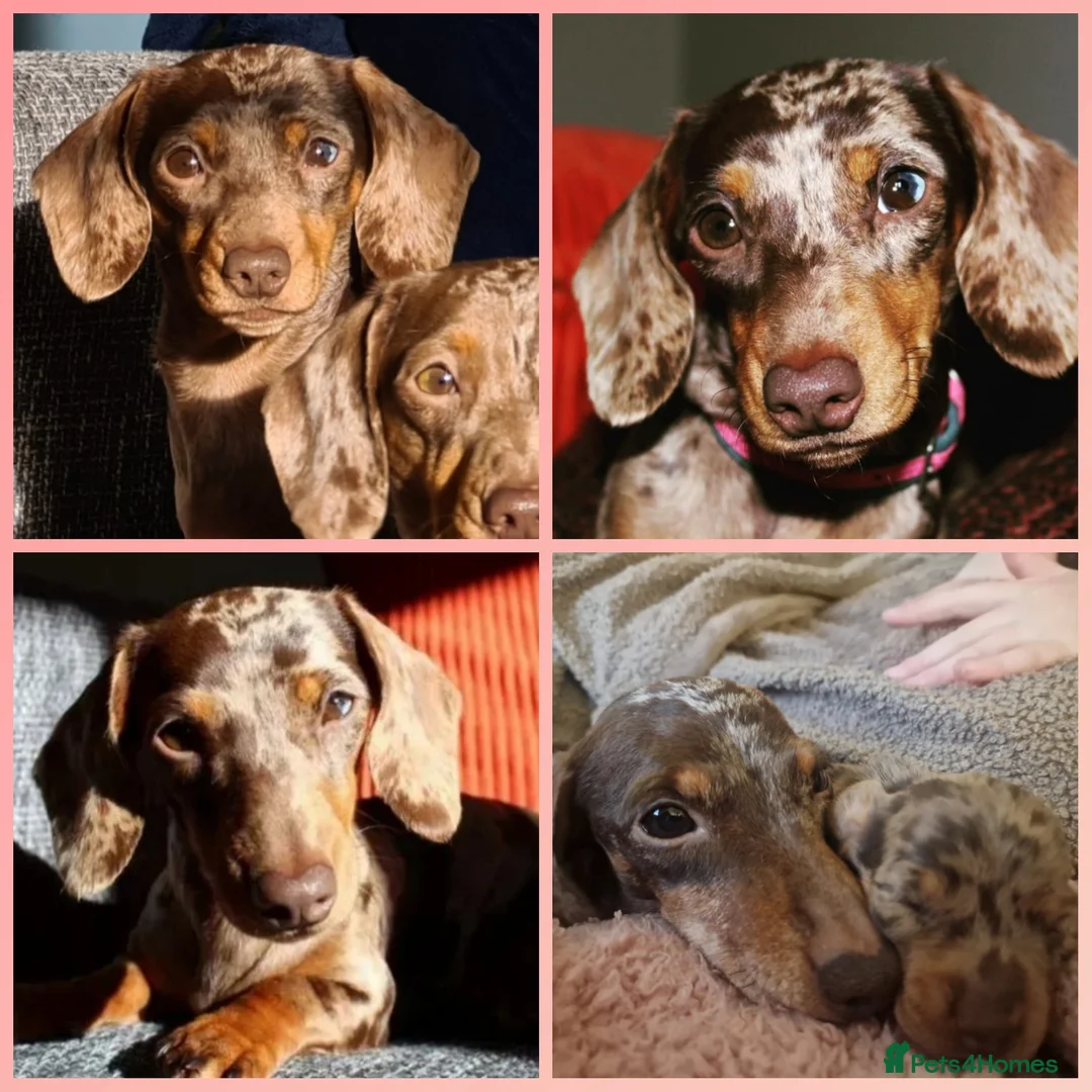 Miniature Dachshund dogs for sale: Female chocolate dapple READY NOW - Advert 5