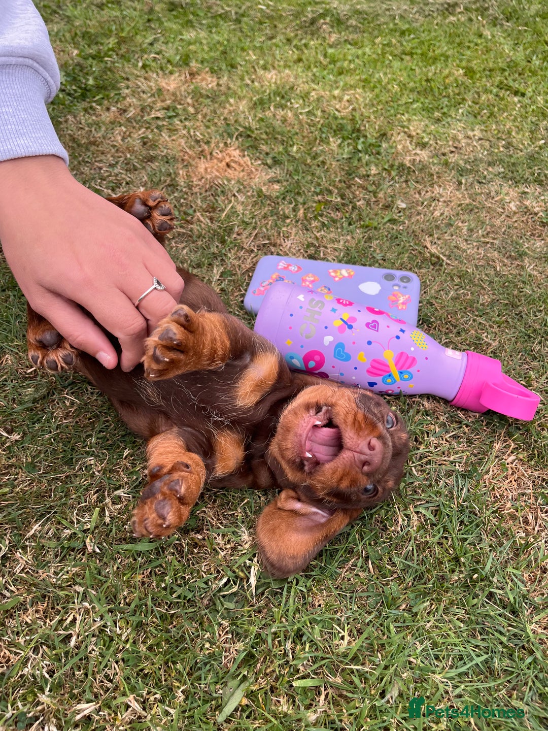 Dachshund dogs for sale: Wire haired dachshund puppies - Image 15
