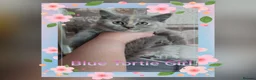 British Shorthair cats for sale:  😻 British Shorthair Kittens 😻 - Advert 7