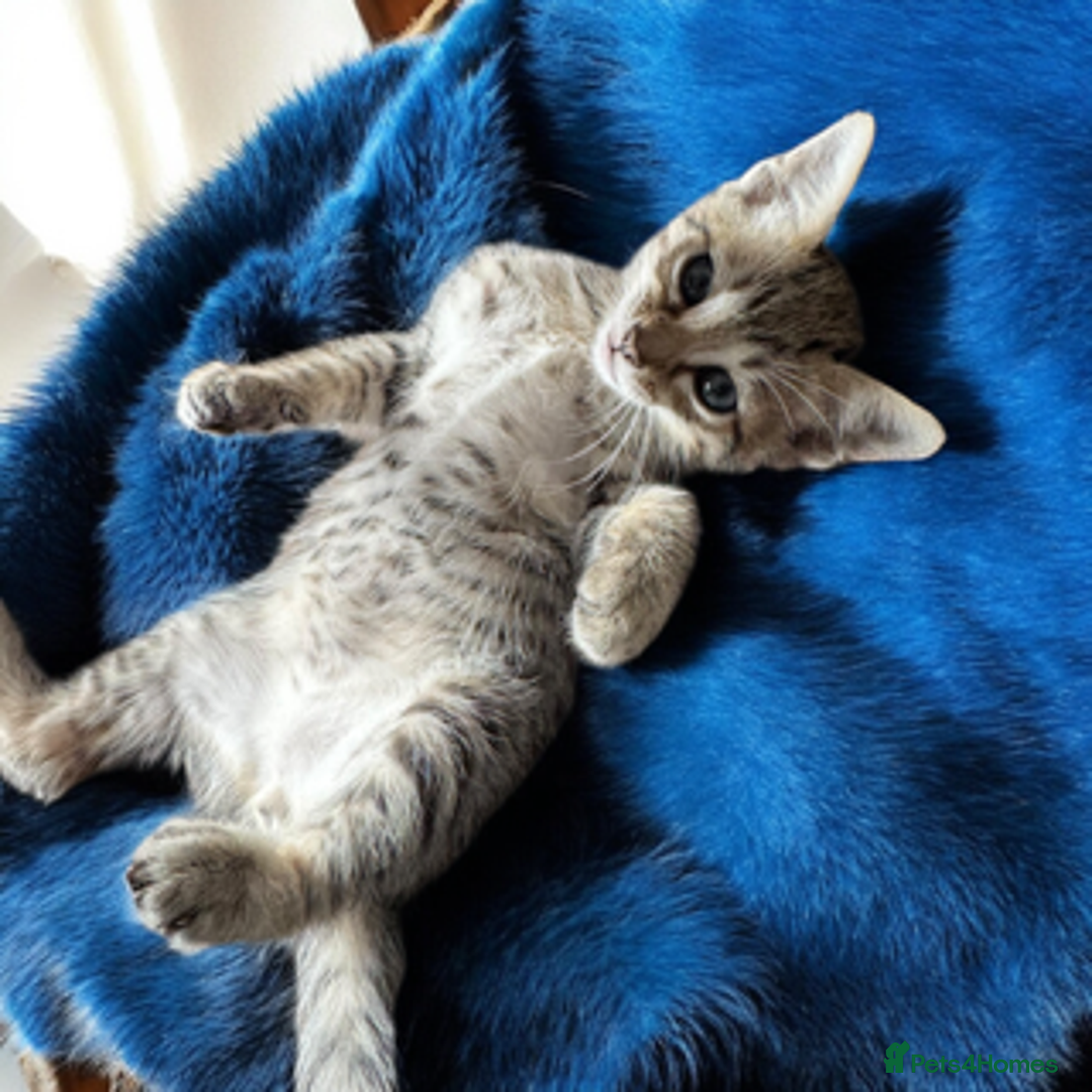 Oriental cats for sale: One Oriental Boy Left Looking for his forever home - Image 6
