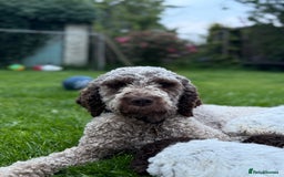 Lagotto Romagnolo dogs for sale: READY TO LEAVE, LAST ONE Puppies Italian Water dog in Preston - Image 10