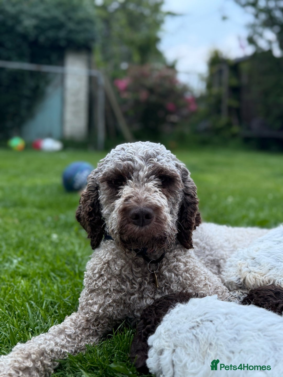 Lagotto Romagnolo dogs for sale: READY TO LEAVE, LAST ONE Puppies Italian Water dog in Preston - Image 10