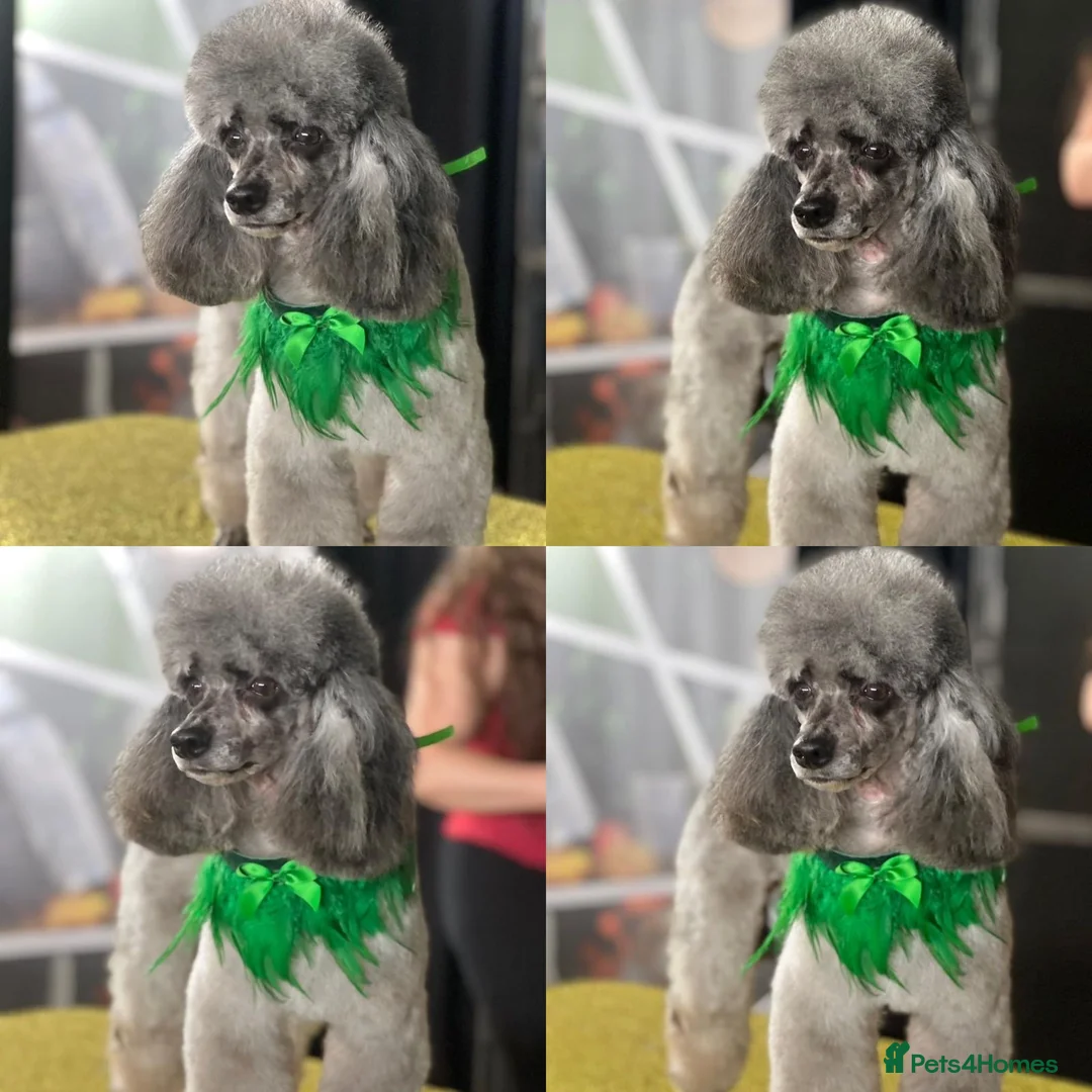 Miniature Poodle dogs for sale: BLUE MERLE MINIATURE POODLE MALE - Advert 10