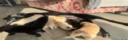 Labrador Retriever dogs for sale: KC Registered Working Labrador Pups  - Advert 9