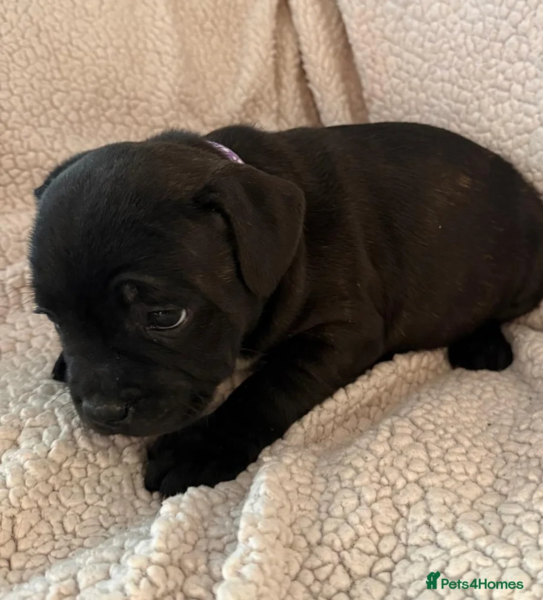 Staffordshire Bull Terrier dogs for sale: Stunning Staffordshire Bull Terrier Pups  - Advert 12