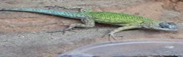 Lizard reptiles for sale: Emerald Swift reptile in Brigg - Advert 1