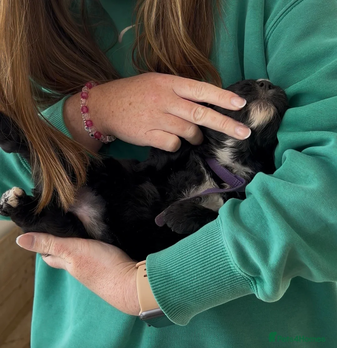 Mixed Breed dogs for sale: 🐾 Bernedoodle Puppies 🐾 - Advert 29