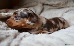 Miniature Dachshund dogs for sale: miniature dachshund puppies ready to reserve 🤍 - Image 3