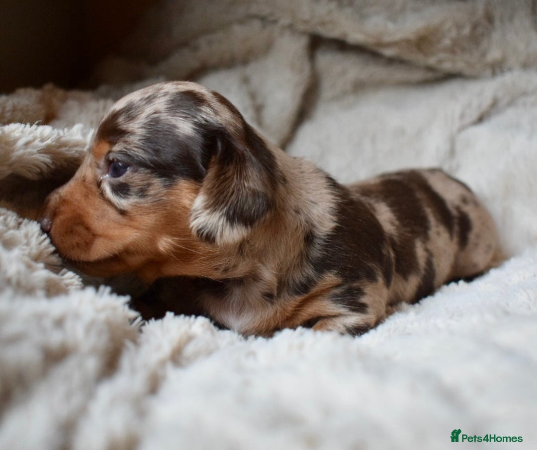 Miniature Dachshund dogs for sale: miniature dachshund puppies ready to reserve 🤍 - Image 3
