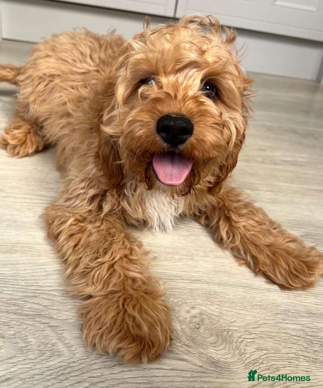 Cavapoo dogs for sale: Cavapoo - Image 4