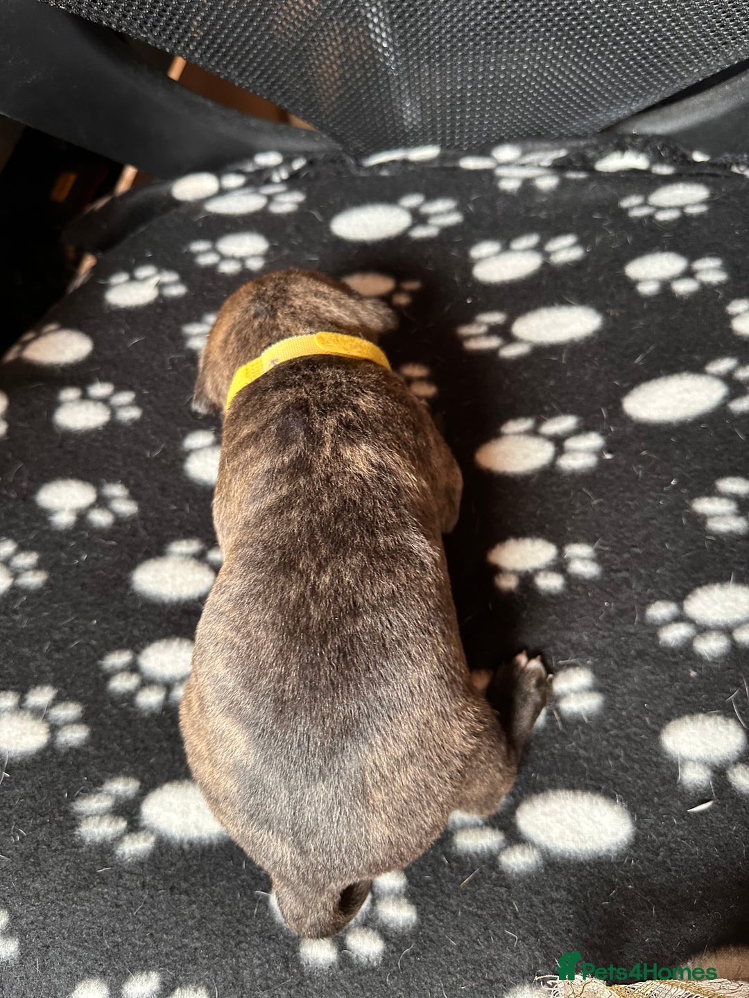 Mixed Breed dogs for sale: American bulldog staffy 🏡 - Image 32
